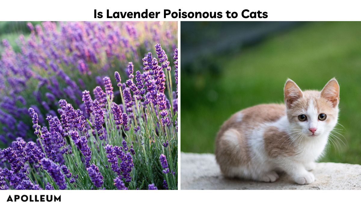 Is Lavender Poisonous to Cats