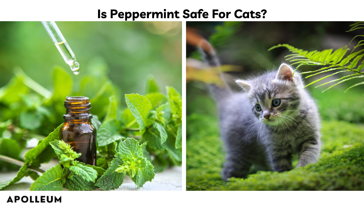 Is Peppermint Safe For Cats?